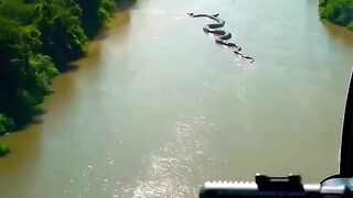 World Biggest Anaconda in the Amazon forest