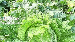 Chinese cabbage