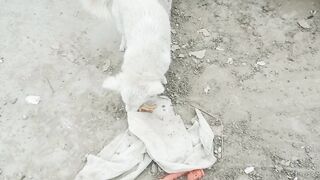 The innocent puppy