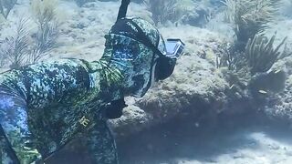 Morning underwater team work on giant black grouper