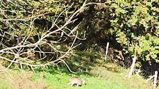 Animal #suscrebite????????????????