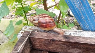 Bekicot (Snails)