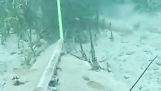 This spear can reload underwater double shoot