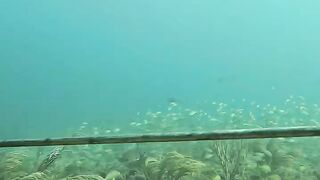 Spearfhising the word's best tasting fish head double shoot