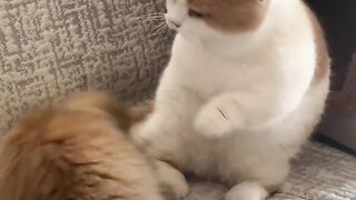 Adorable cats fighting
