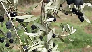 وَالتِّينِ وَالزَّيْتُونِ