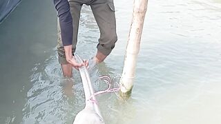 Dolfin fish jamuna rever