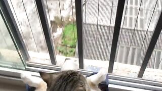 Live a relaxed life like a cat