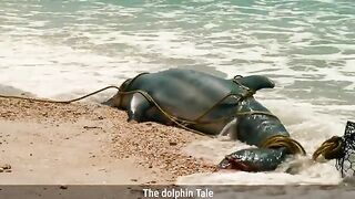 True story of injured dolphin and a boy who saved her.