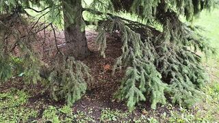 The squirrel is playing with a branch