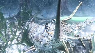 Diving shoot big lobster catching underwater