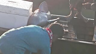 Yamuna's Shisu Fish 45+