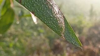 The golden light of the winter misty sun 10million views