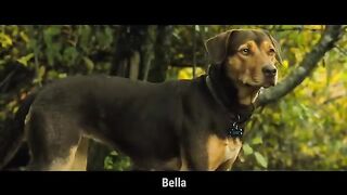A Dog becomes mother of a puma cat and tries to find its owner