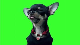 Dog_Dancing_To_Turn_The_Lights_Off_Green_Screen_Meme