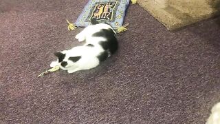 Tippi doing the backstroke