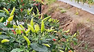 Super chilli
