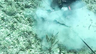 Spearfhising head shoot big giant black grouper