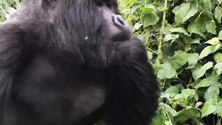 Gorila park ay Zimbabwe