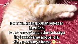 Dia cuma punya kamu ???????????? - Shorts Story Sad #shorts #story #quotes #shortvideo #shortsfeed