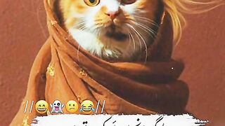 Funny video