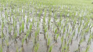 Irrigated Rice Fields After Watering