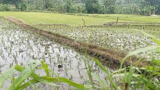 Sawah yang Diairi Setelah Disiram