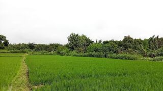 green rice field view