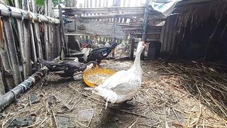 rural poultry farming