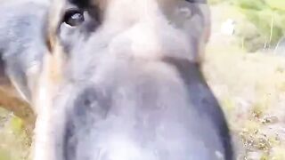I will never get tired of watching these snoot cam videos
