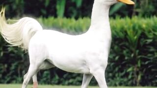 Strange animal, a horse with a swan's head