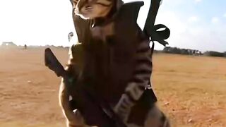 Random Cats 2
