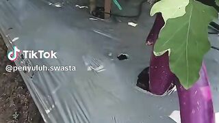 Eggplant