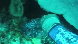Big Fish head shot underwater lobster