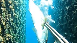 Spearfishing big Fish Giant blue head shoot underwater