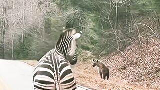 Zebra's giving birth