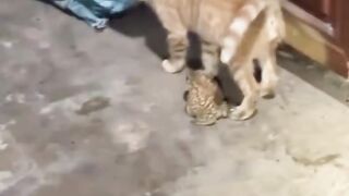 Funny cat videos