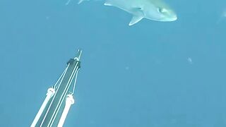Perfect shoot spearfishing double shoot giant black grouper