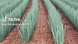Leek green
