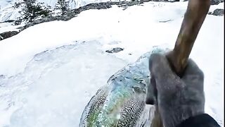 Rescue Peacock Freezed in Ice