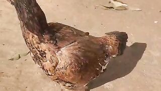 Curak Murgi in action ll You'll Love This Rare View