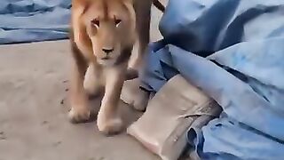 lion walks confidently through a quiet street,