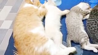 A row of cute cats
