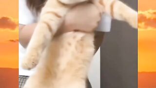 Cute cat swaying