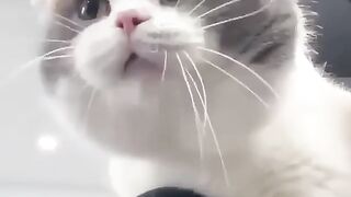 Cute cat is babbling