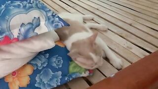 Someone gave the cat in my uni a pillow