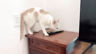 Kiki the cat is curious about the TV remote