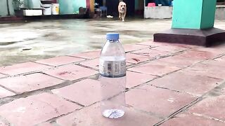 Naughty dog ​​with water bottle