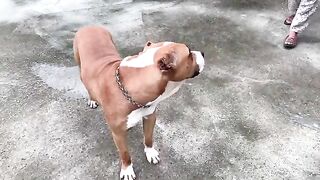 A fun day with the dog scooby