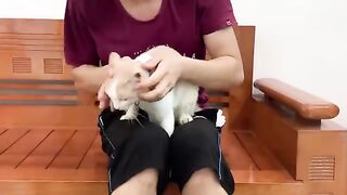 Cat massage | kiki cat